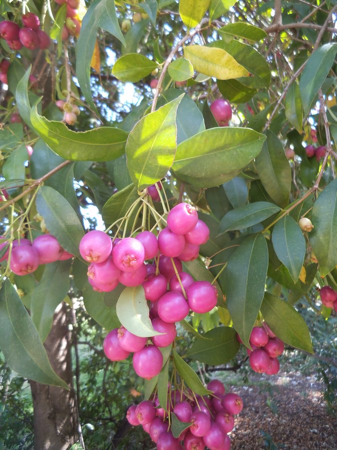 Syzygium smithii2.JPG